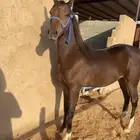 حصان عربي طيب جدا جدا