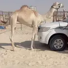 قعود حق طيب ( تم البيع )