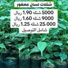 شتلات لسان العصفور جمله
