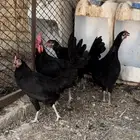 دجاج عربي وتركي.