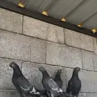 حمام باكستاني رامبوري ( تم البيع )