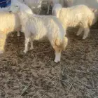 للبيع رخال حريه الموقع القصيم شمال البصر