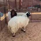 العدد 2 جذعان مغلقه شحم