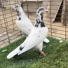 حمام بكستاني.