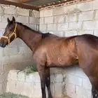 حصان انقليزي له اوراق وجواز بس ضايعه الحصان جايه ضعف