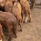 سواكني تربيه وحري