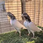 حمام بكستاني.