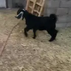 تيس للبيع عارضي