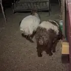 جذعان ثنين يتممن