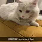 بس ضايع في حي مشرف بالقرب من تموينات نوفا