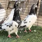 حمام بكستاني.