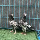 حمام باكستاني