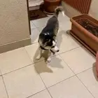 كلب هاسكي عمره خمس شهور مع دفتر تطعيماته وقفص وكل شي