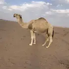 بعير رماني