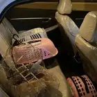 موصل الغربية الجنوب طيور قطط