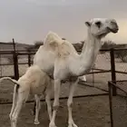 خلفه ام ثالث وضحى
