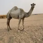 ناقه وضحا عشرا تحتها قعود