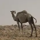 نياق وضح ضرايب ناقة ضريبة