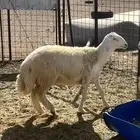 طلي حري صنف مشروع فحل