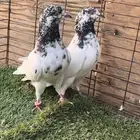 السلام عليكم. حمام بكستاني.