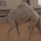 قعود على حليب امه