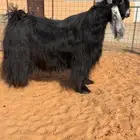 تيس عارضي فحل صنف خصمم تم البيع