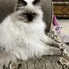 قطة هملايا - سيامي للتبني