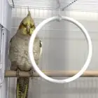 زوج كروان للبيع