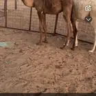 حشو تربيها للبيع