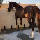 حصان واهو