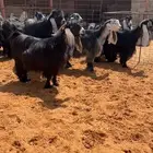 معزاء عوارض مراح واحد صنف خصممم