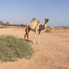 ناقه هجن للليع ام ثالث