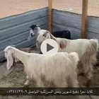 ماعز
