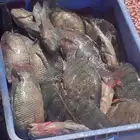 سمك بلطي الرياض