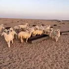 بهم للبيع طيب للتواصل