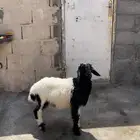 طلي نعيمي ( يدغر ) ( تم البيع )