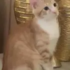 كيتين للتبني قطط للتبني