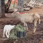 للبيع نعجة