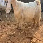 جفرة عارضية كريمية صنف نادر خصم