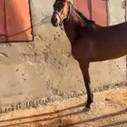 حصان انقليزي