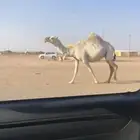 لقحه رمانيه سدس