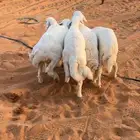 تم البيع طليان حريه فاخره 5 مقفله شحم