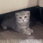 قط سكوتش فولد أنثى العمر 3 شهور بكامل أغرضها
