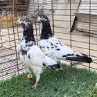 حمام بكستاني