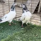 حمام بكستاني.