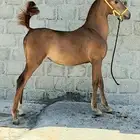 مهره