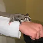 سنجاب طائر شوقر قلايدر