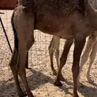 للبيع قعود طايش