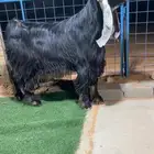 تيس عارضي فحل صنف نادر خصممم