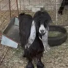 عارضيه رباع